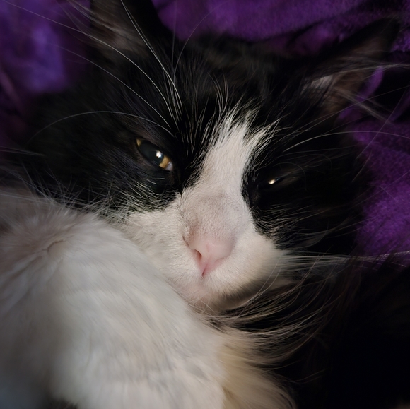 He sleeps like people🤭 - Picture 7 of 11